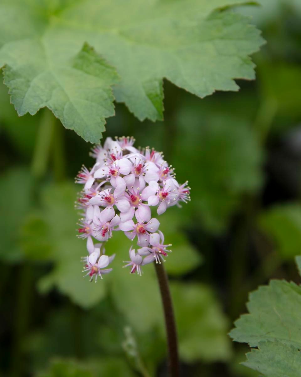 Darmera Peltata - BP032 Packs