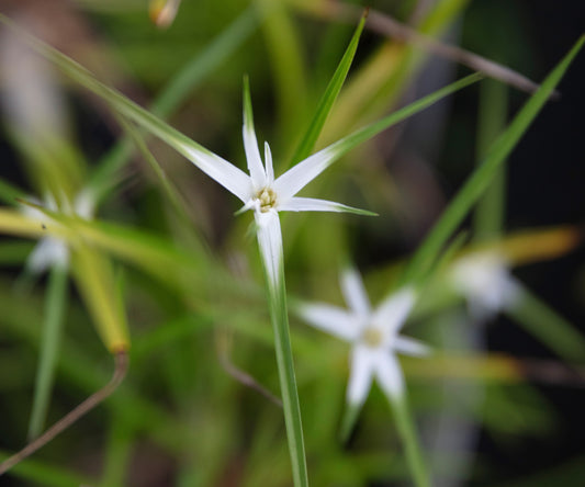 Dichromena colorata (Star grass) - MBP032 Packs