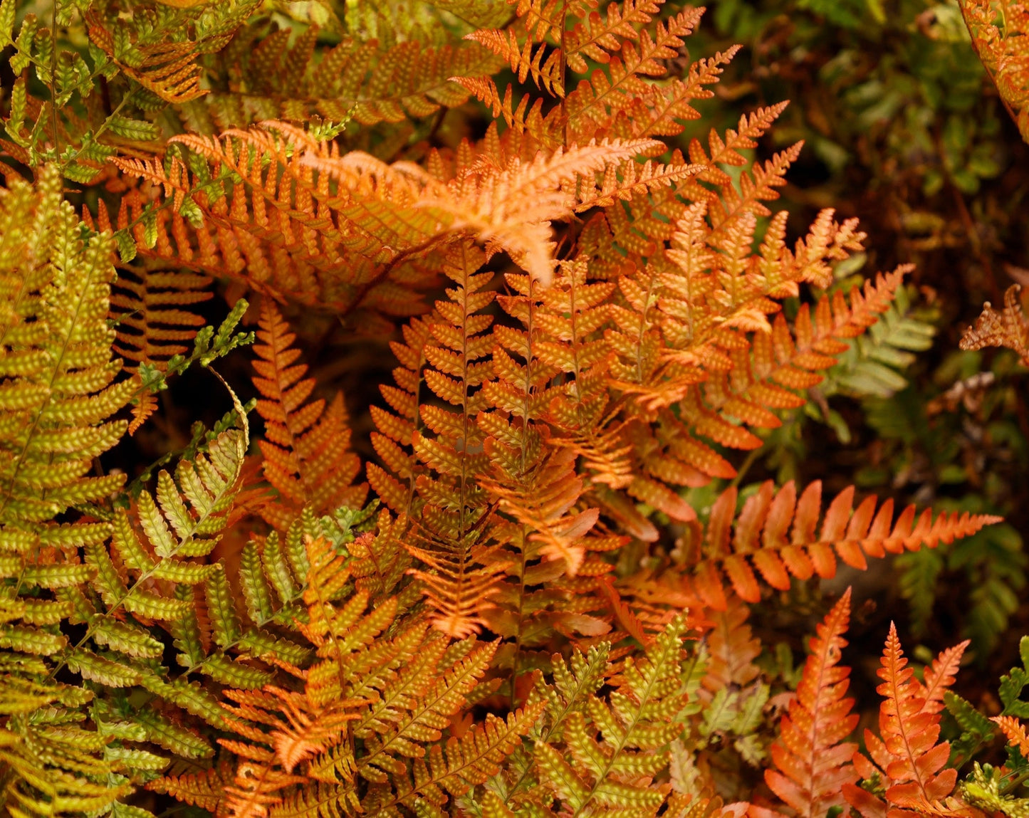 Dryopteris erythrosora - Marginal Pond Plants - BP033