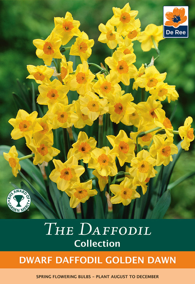 Dwarf Daffodil 'Golden Dawn' (7 Bulbs)