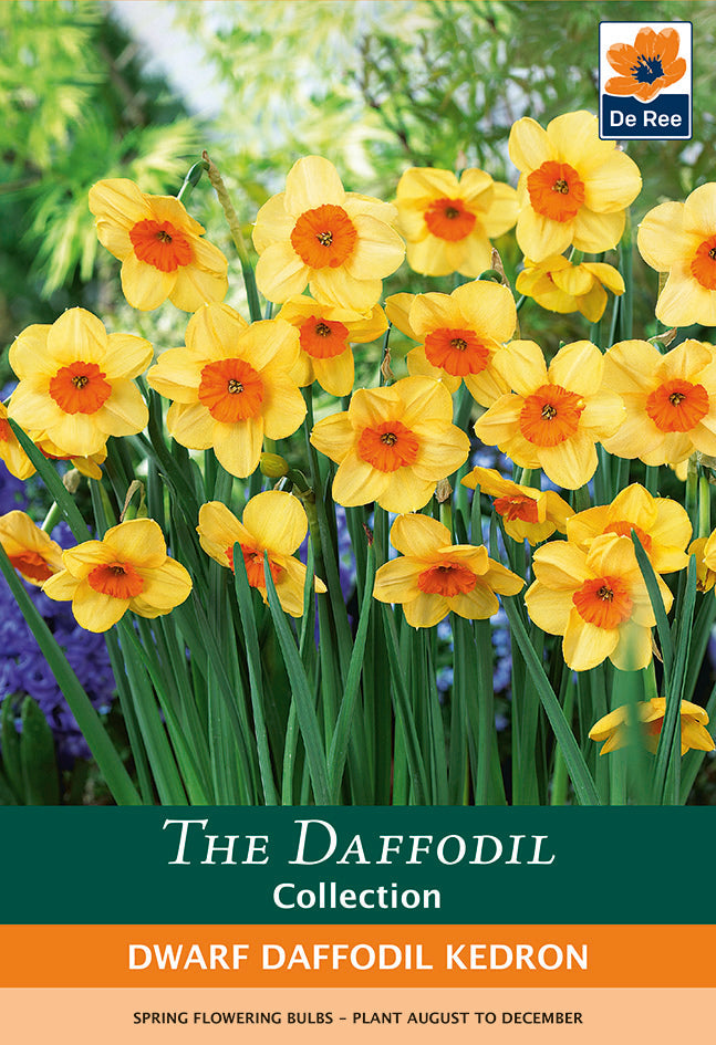 Dwarf Daffodil 'Kedron' 7 Bulbs