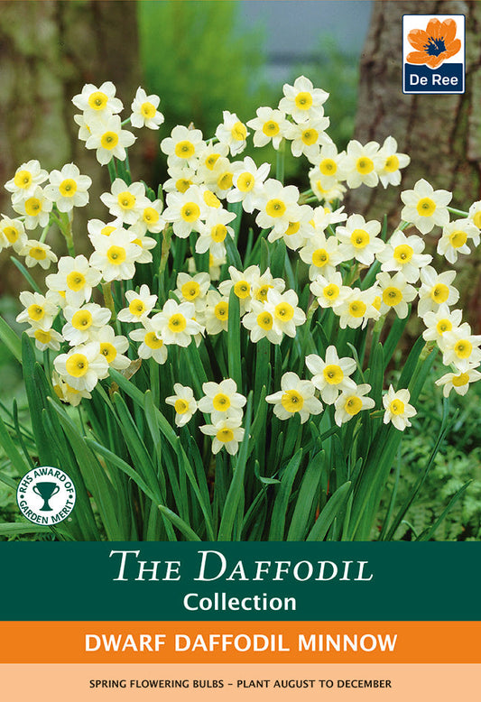 Dwarf Daffodil 'Minnow' (8/18  Bulbs)