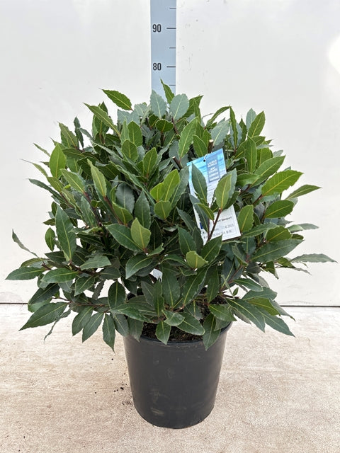 Established Laurus Nobilis Ball (Bay Leaf Ball) 10L / 15L / 24L / 30L
