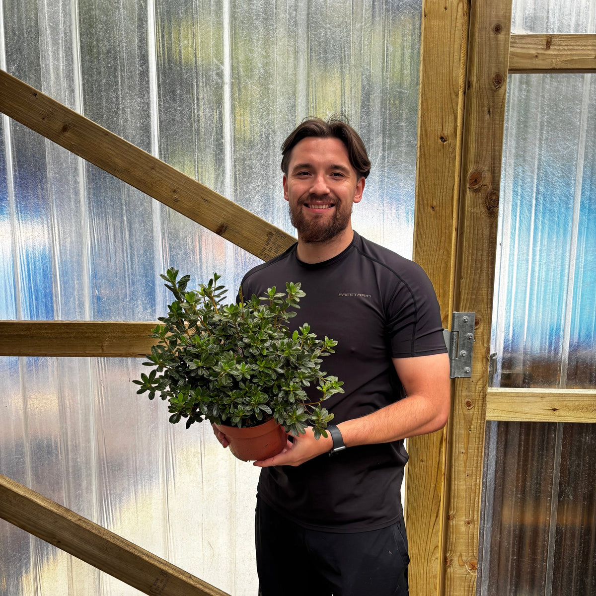 Azalea 'Johanna' 2L