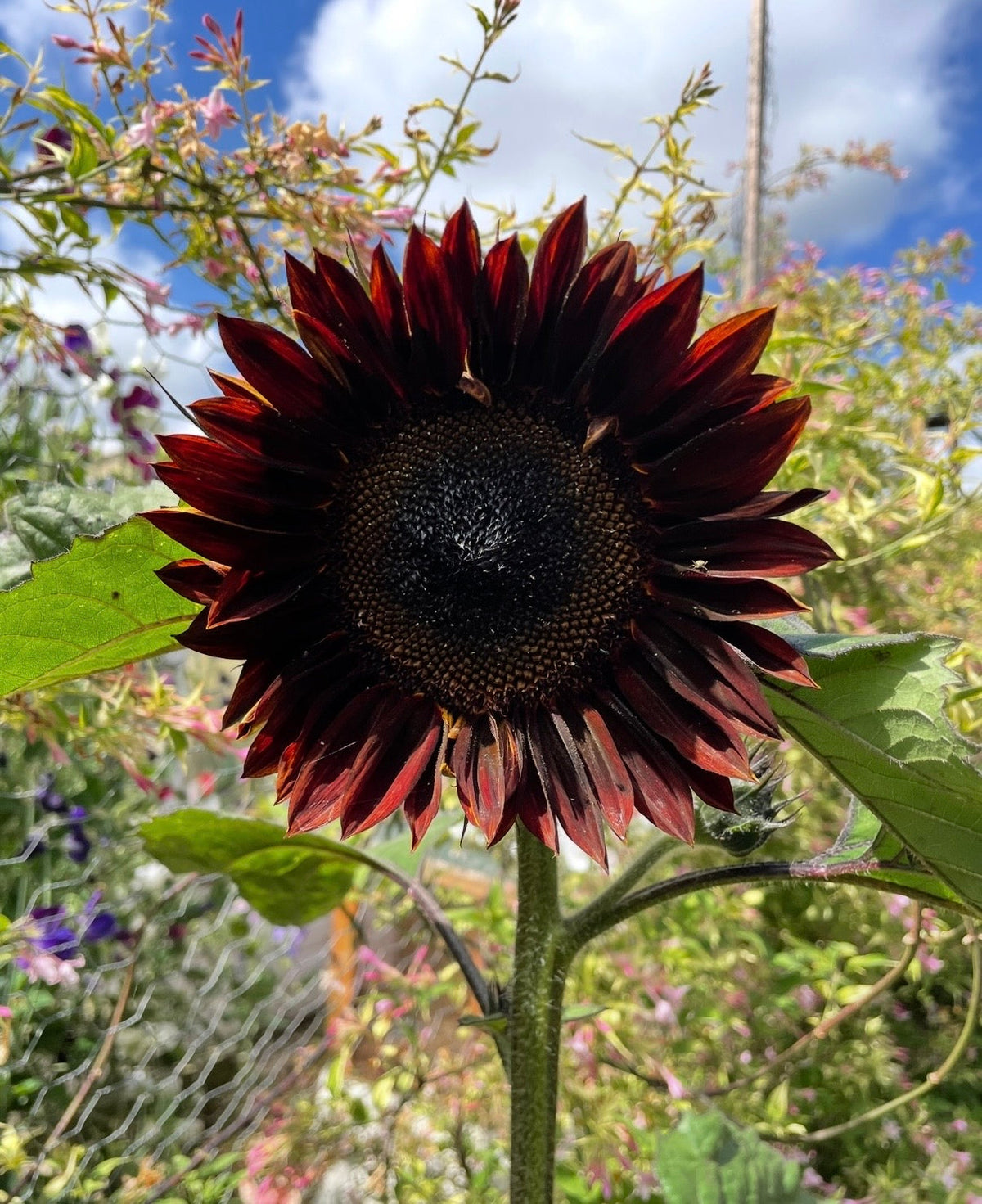 Sunflower Chocolate