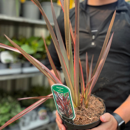Phormium 'Sundowner' 2L (40-50cm including the pot)