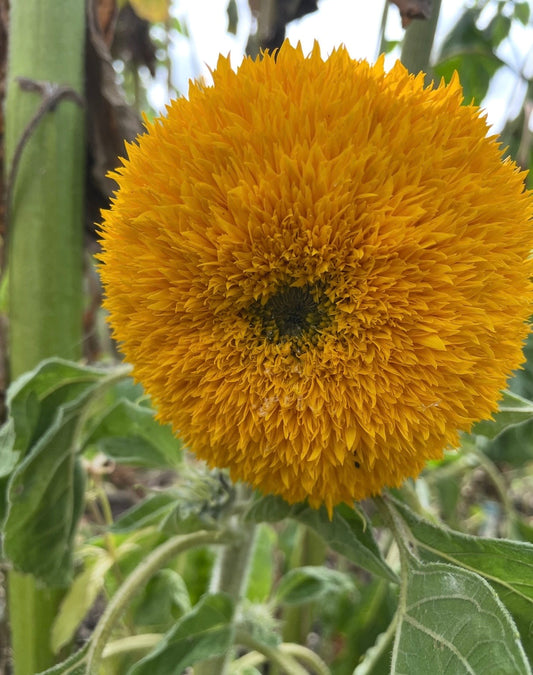 Sunflower Teddy Bear