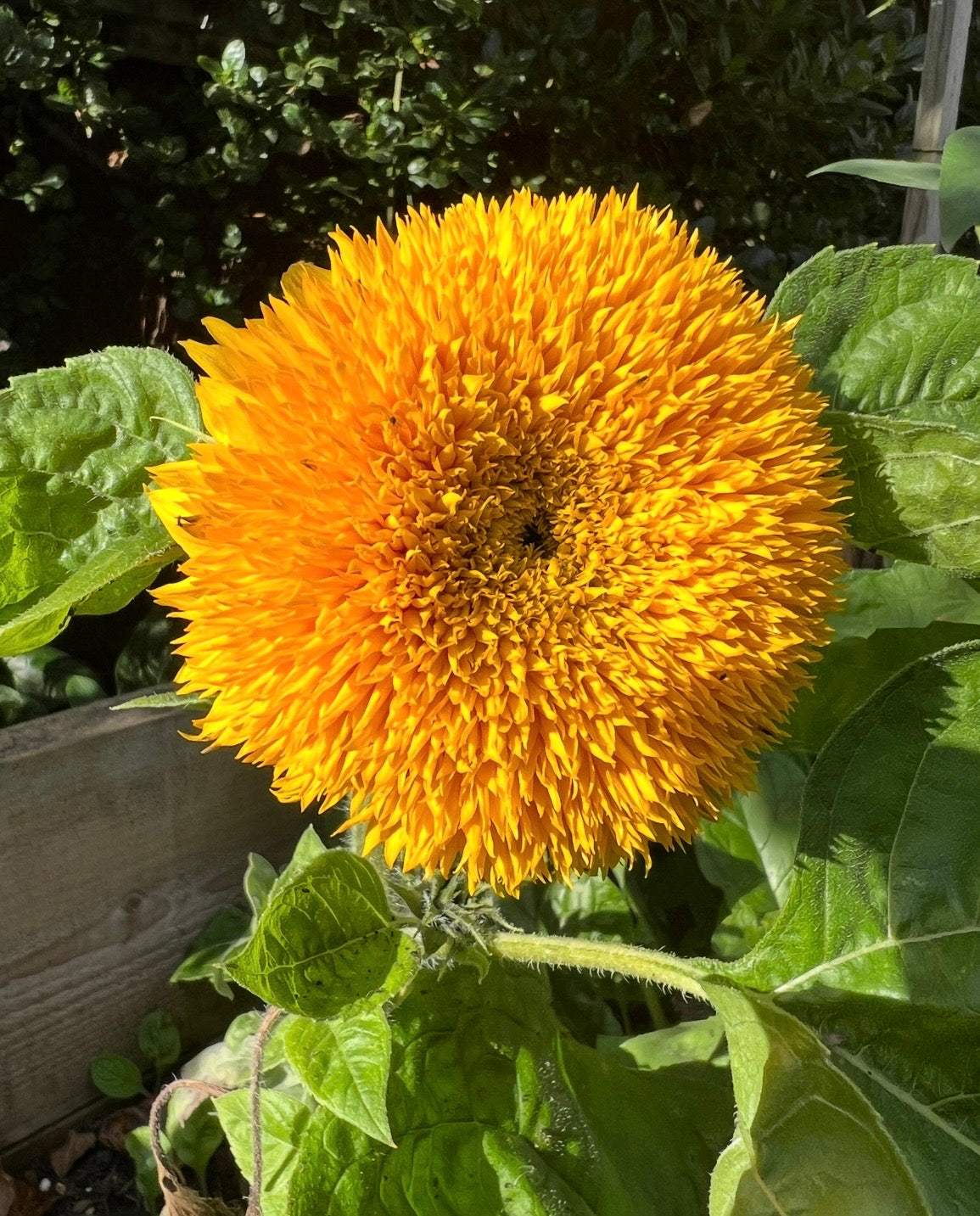 Sunflower Teddy Bear