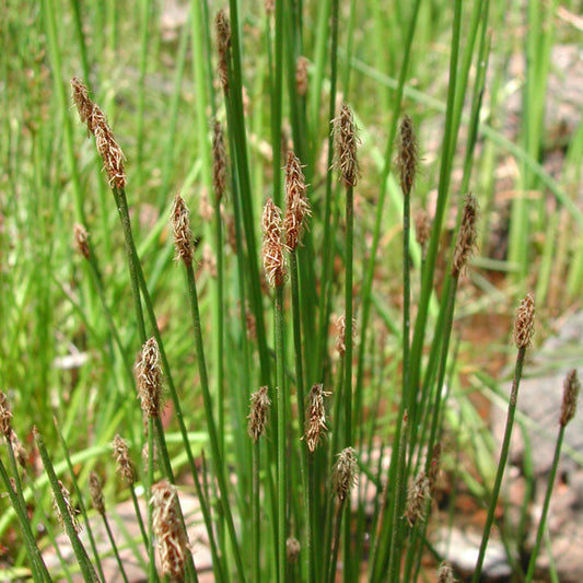 Eleocharis palustris (Common spike-rush) - MBP034 Packs