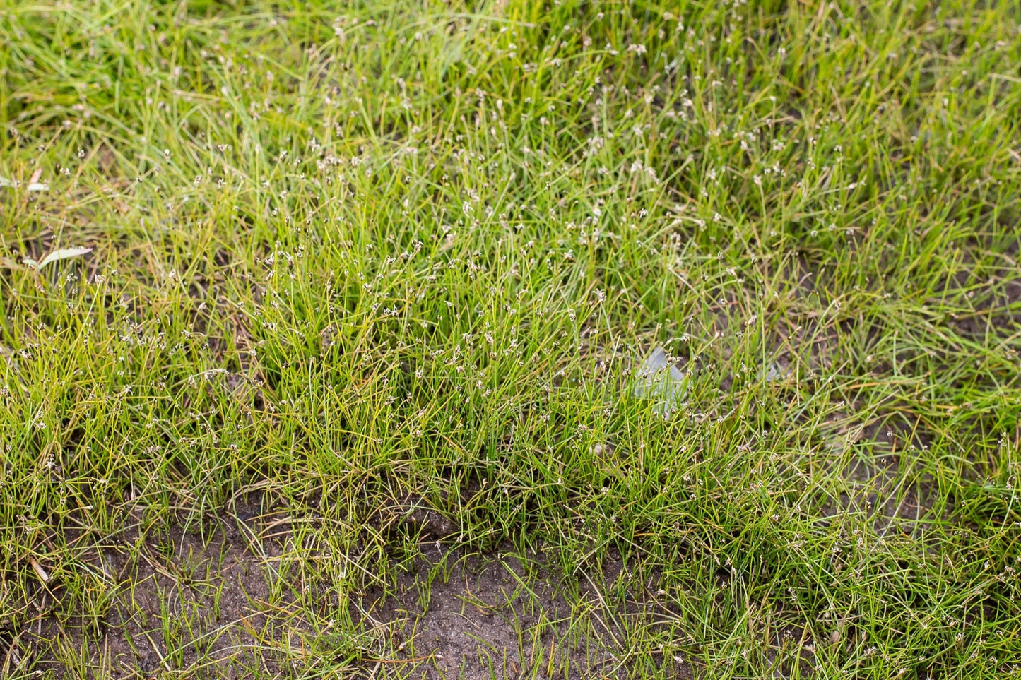 Eleocharis acicularis