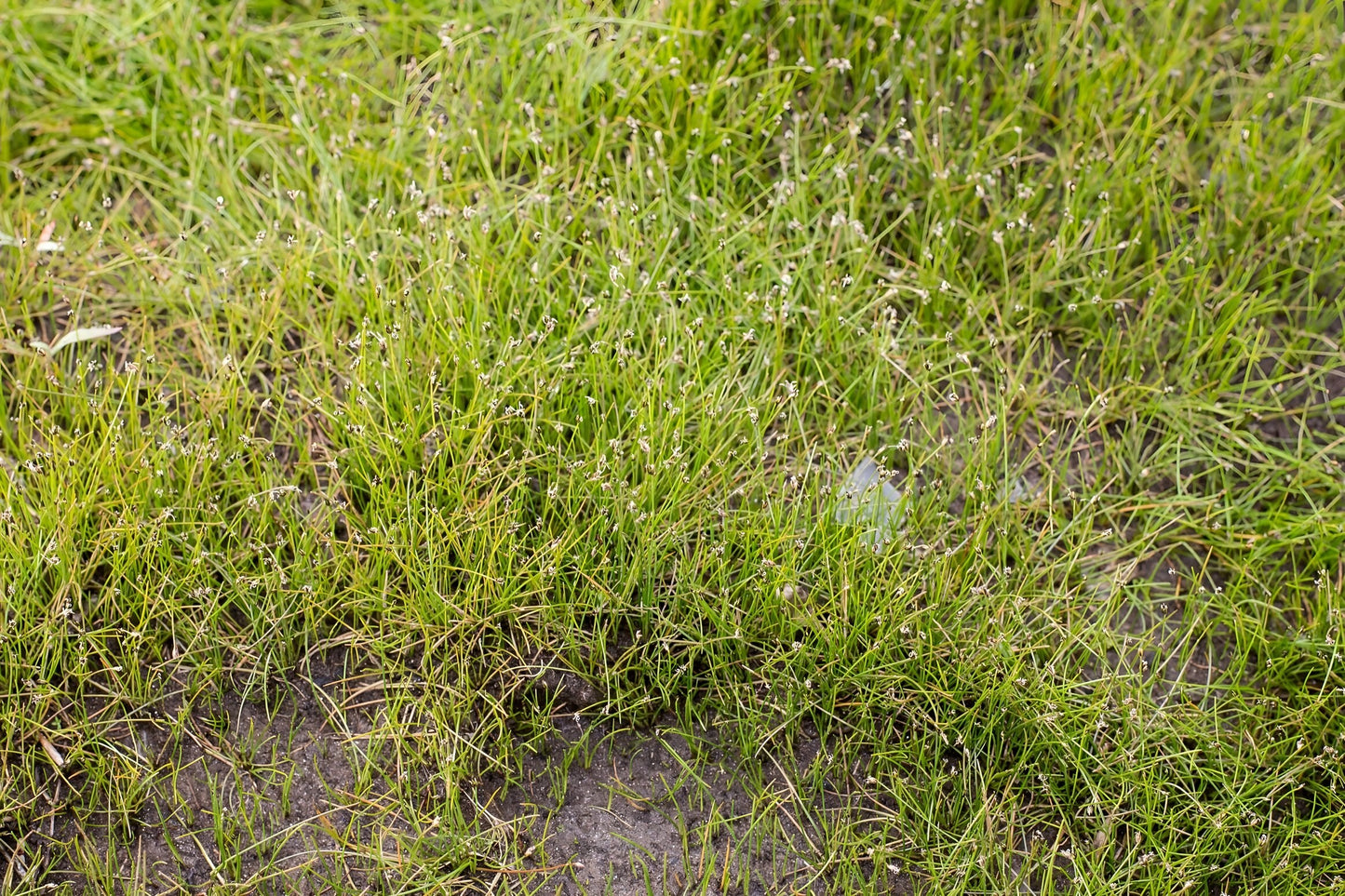 Eleocharis acicularis