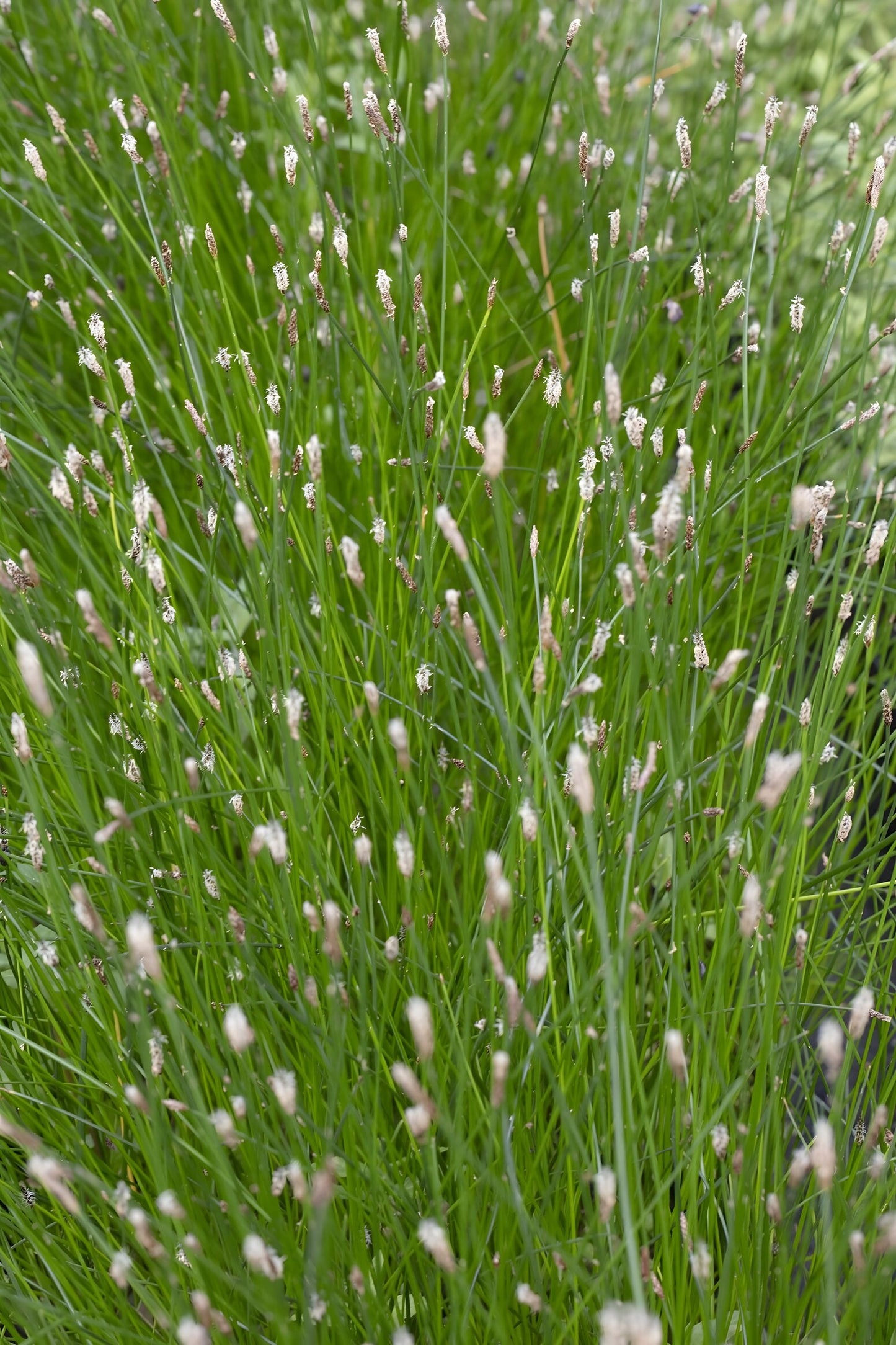 Eleocharis palustris