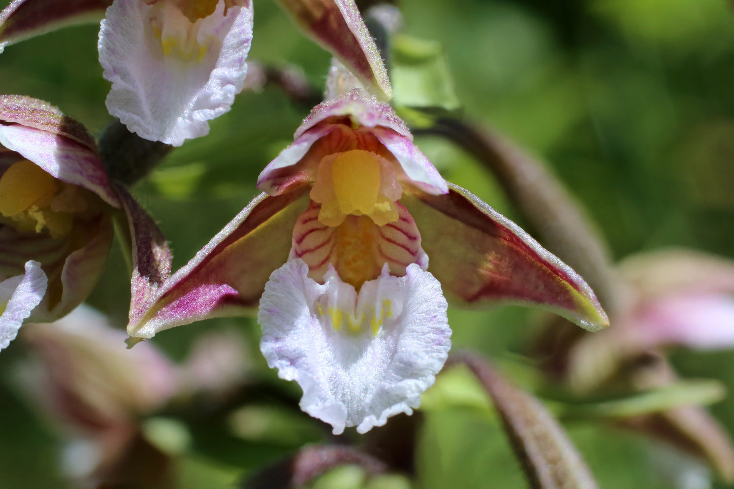 Epipactris palustris orchid - Marginal Pond Plants - MP033