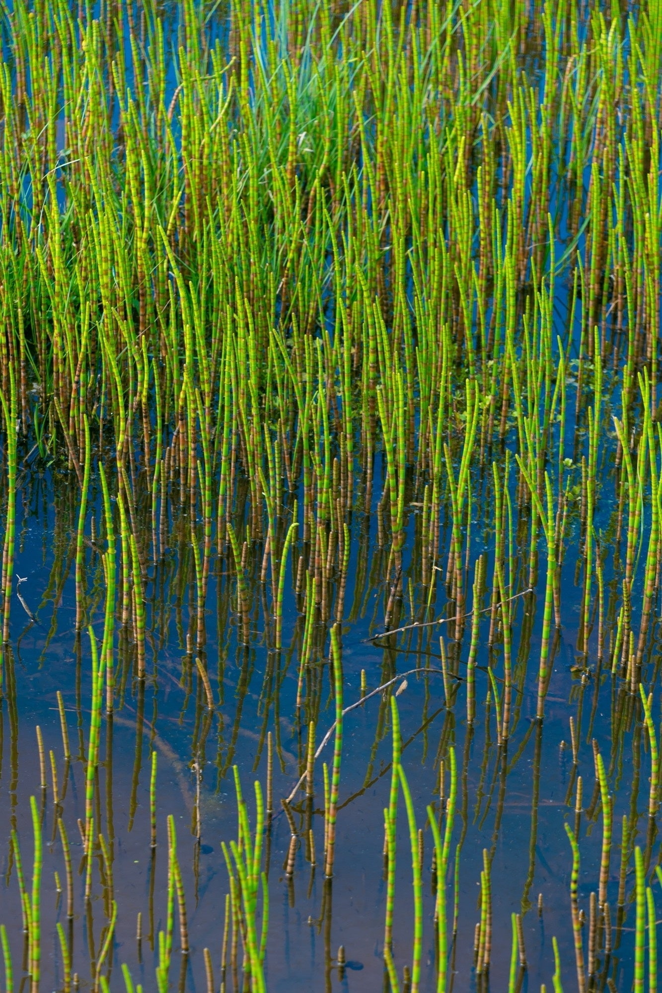 Equisetum fluviatile - Marginal Pond Plants - MP034