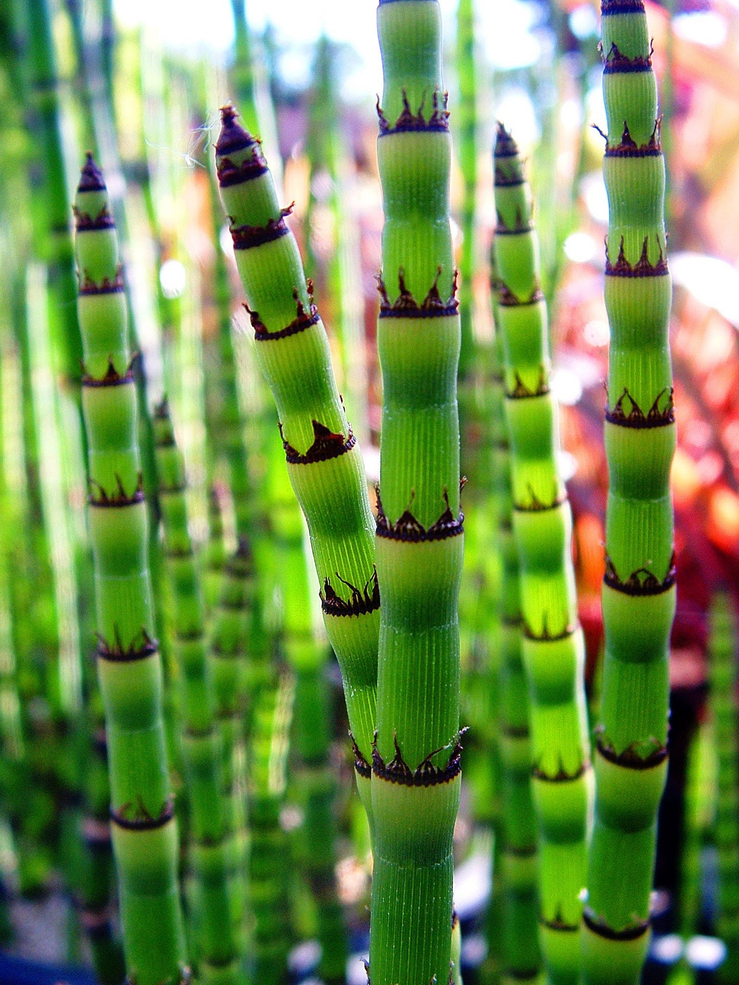 Equisetum hyemale (Dutch rush) - MP035 Packs