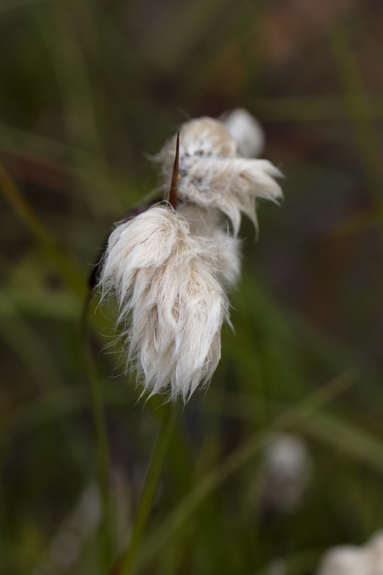 Eriophorum angustifolium (Cotton grass) - Marginal Pond Plants - MBP035