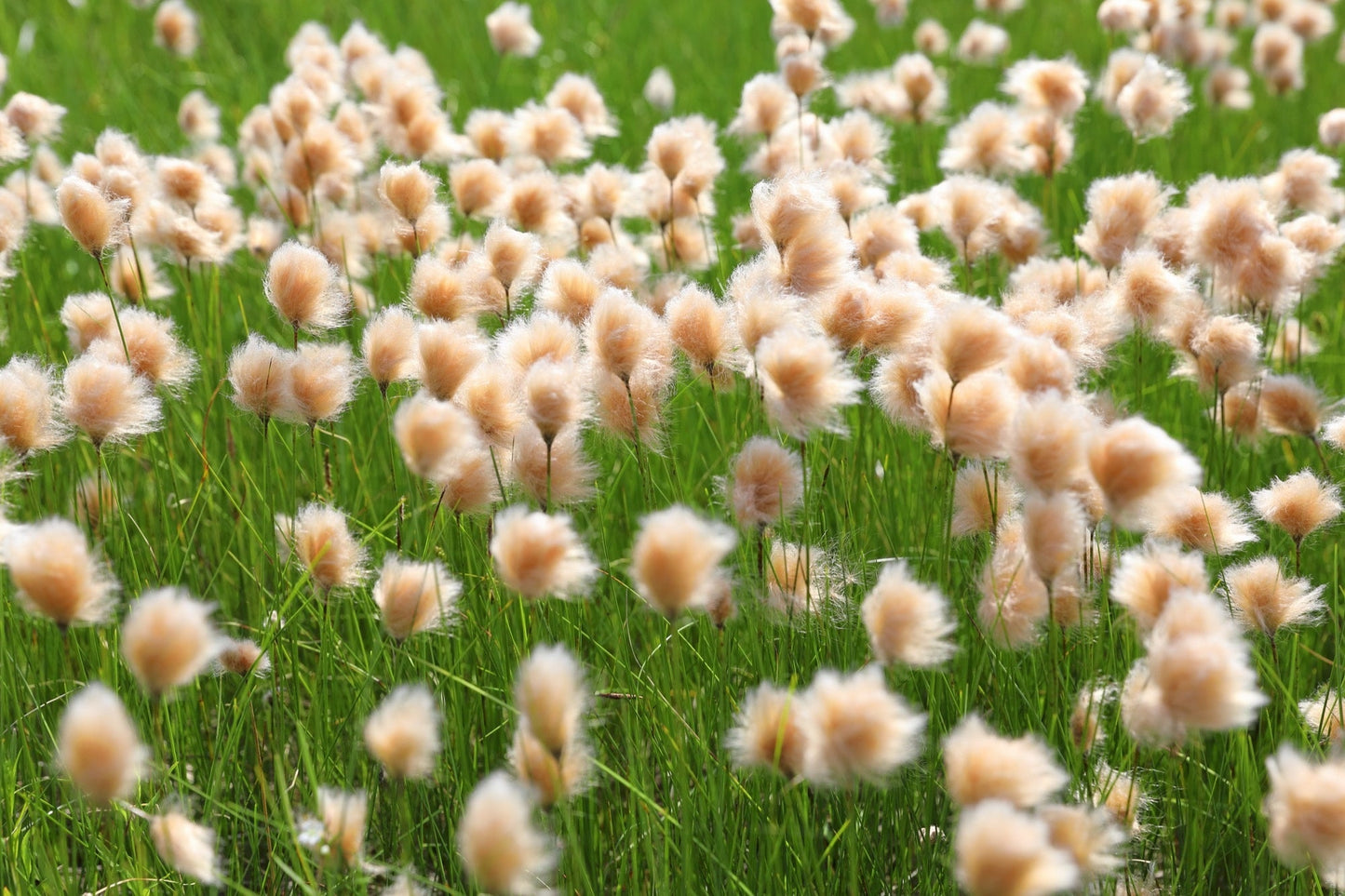 Eriophorum russeolum