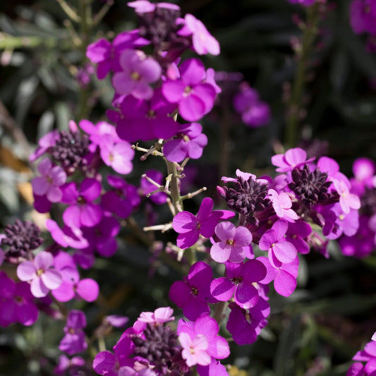 Erysimum 'Bowles Mauve' (Three Sizes Available)