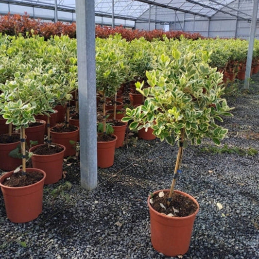 Half Standard Euonymus japonica 'Bravo' 100cm