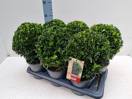 Euonymus japonicus Ball 'Green Spire' 2L/5L