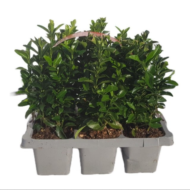 Euonymus japonicus 'Green Spire'