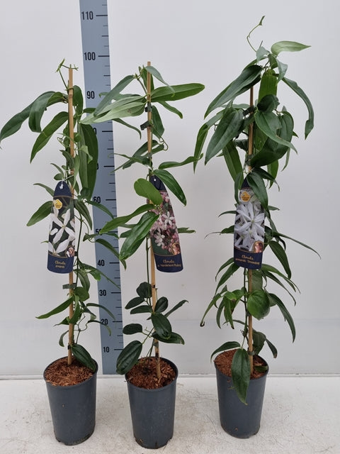 Clematis armandii 'Snowdrift' 100cm (Evergreen and Fragrant)