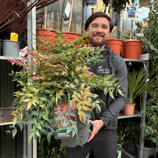 Nandina domestica 'Obsessed' 9cm / 3L / 10L