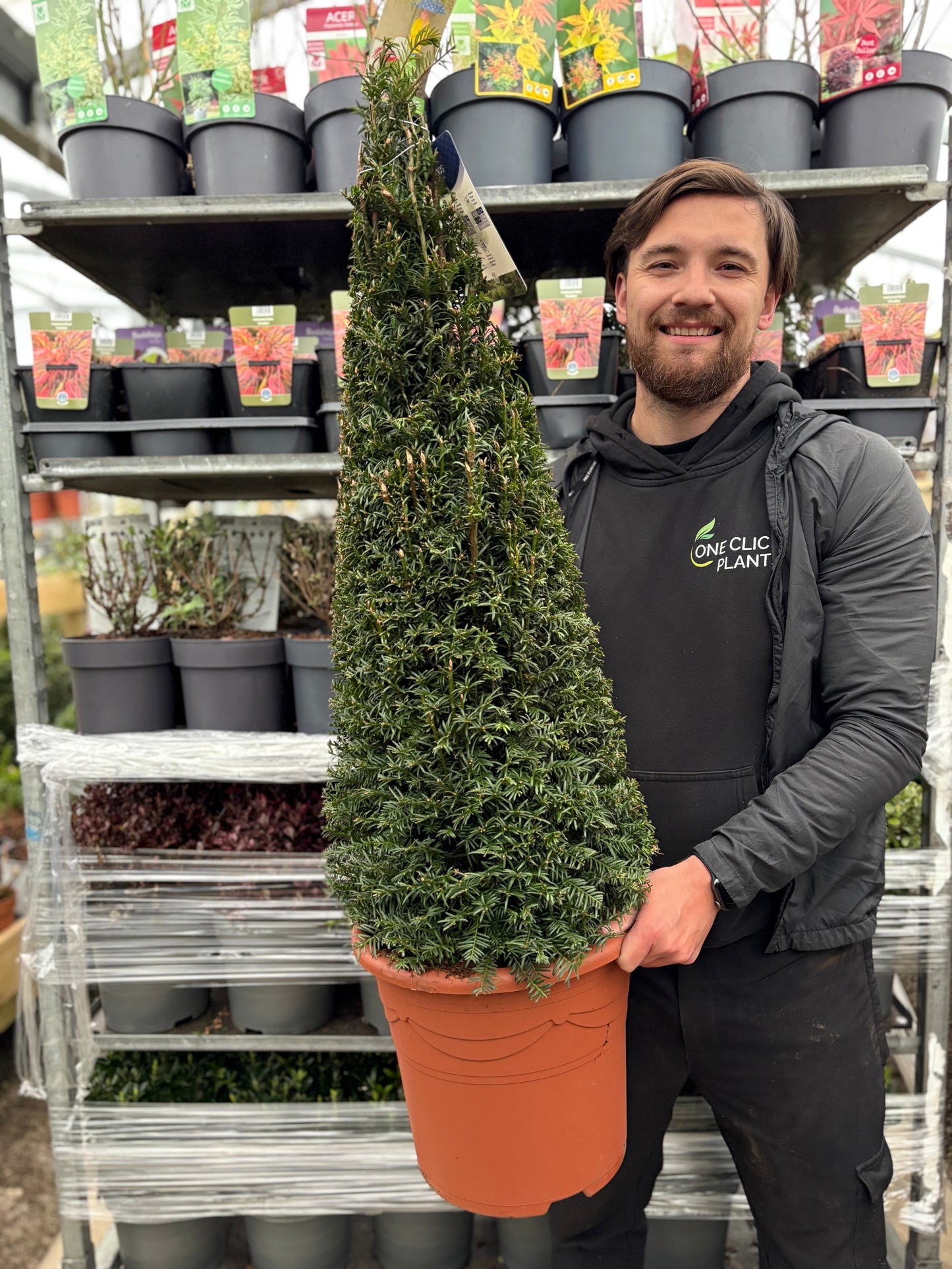 Yew Cone - Taxus Baccata Cone 5L / 7.5L / 10L / 12L