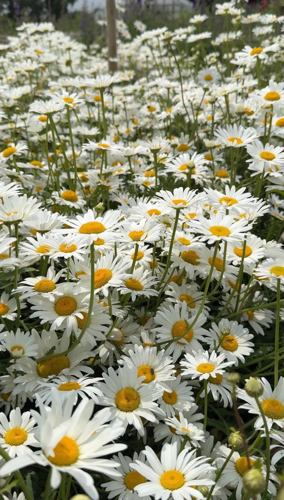 Oxeye Daisy