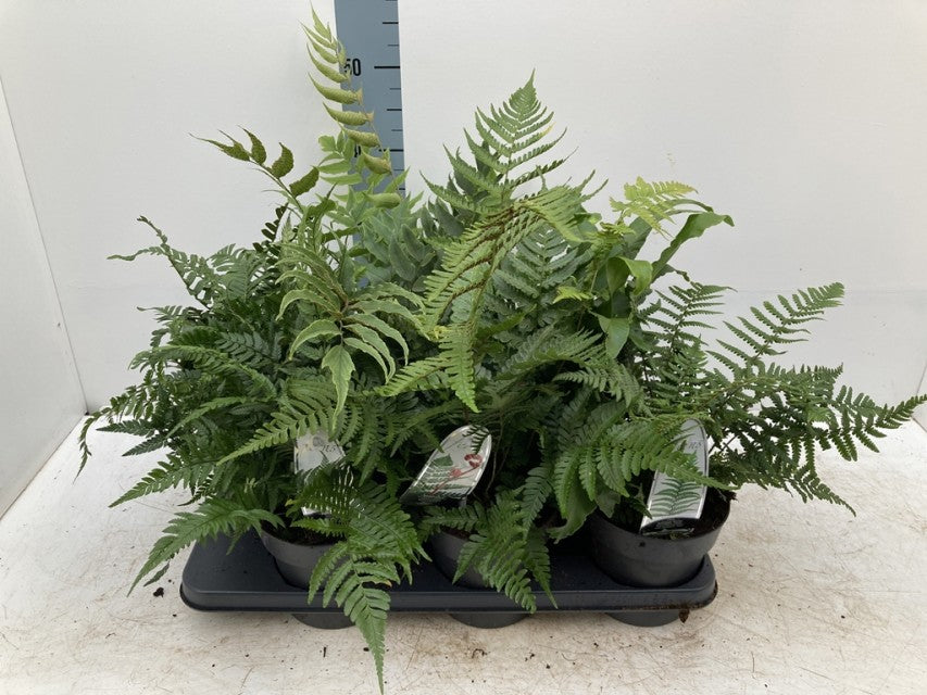 Mix of 3 Ferns 11cm / 2L / 3L