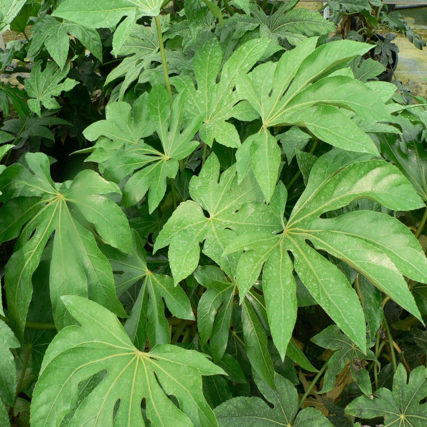Fatsia japonica 9cm-5L
