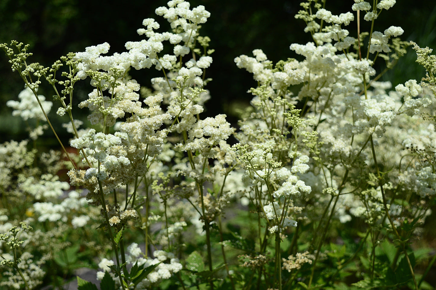 Filipendula Ulmaria - Marginal Pond Plants - BP040