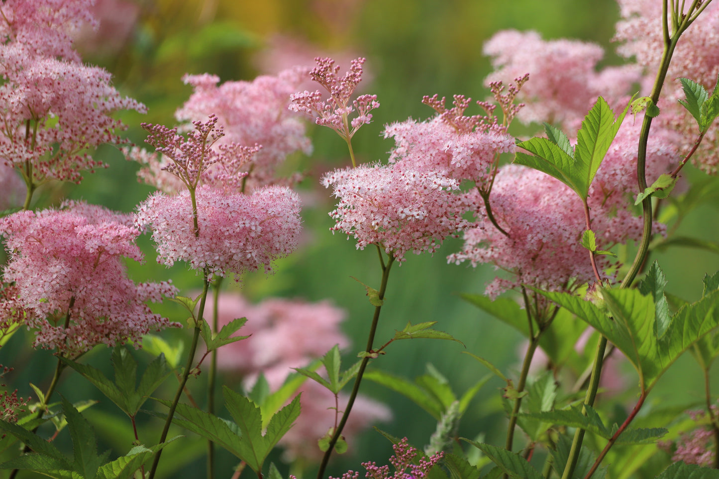 Filipendula rubra 'Venusta Magnifica'