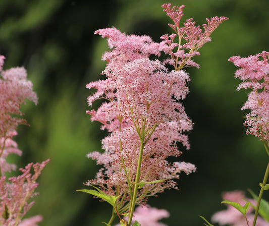 Filipendula rubra 'Venusta Magnifica' - Marginal Pond Plants - BP039