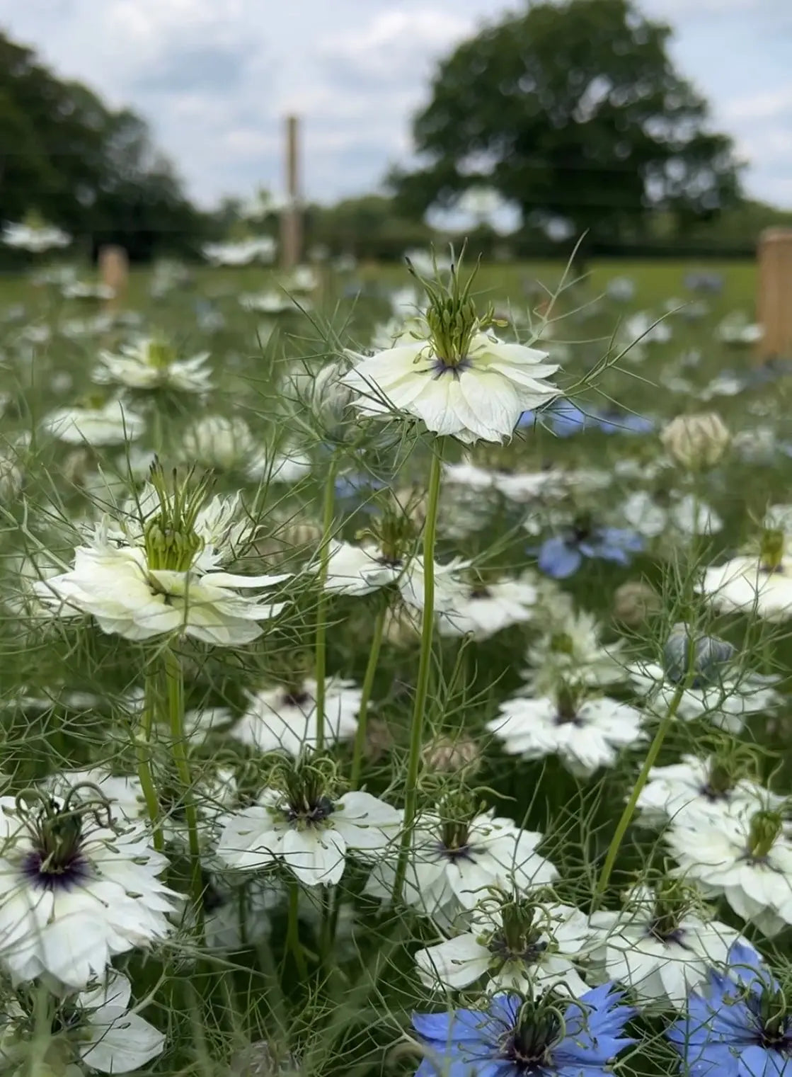 Nigella 'Miss Jekyll' White (Love-in-a-mist)