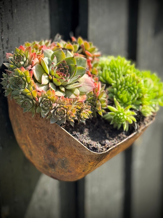 Vintage Rusty Metal Wall Mounted Planter / Herb Planter Plant Pot Fence Display