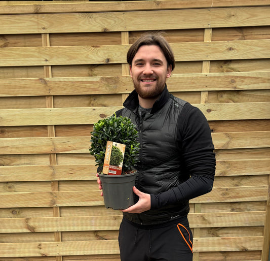 Euonymus japonicus Ball 'Green Spire' 2L/5L