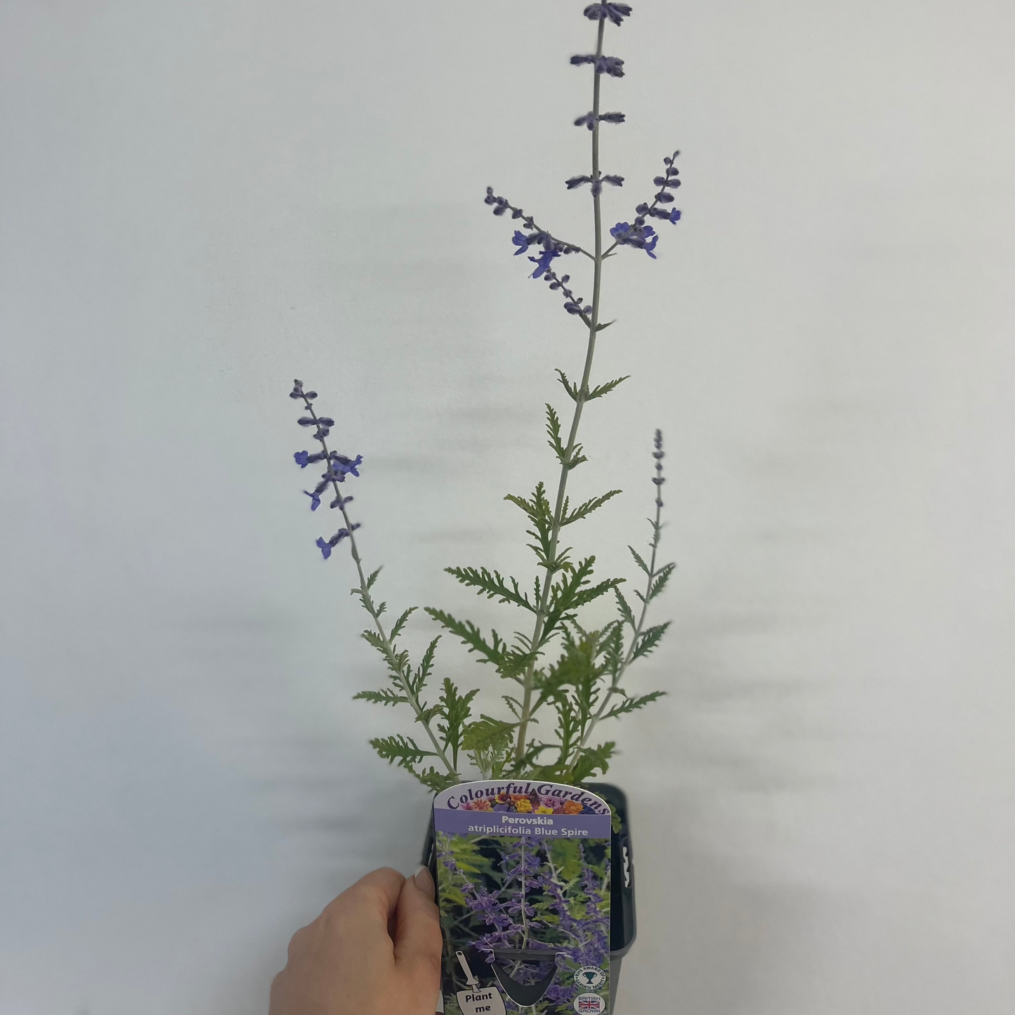 Perovskia 'Blue Spire' 9cm / 2L / 3L