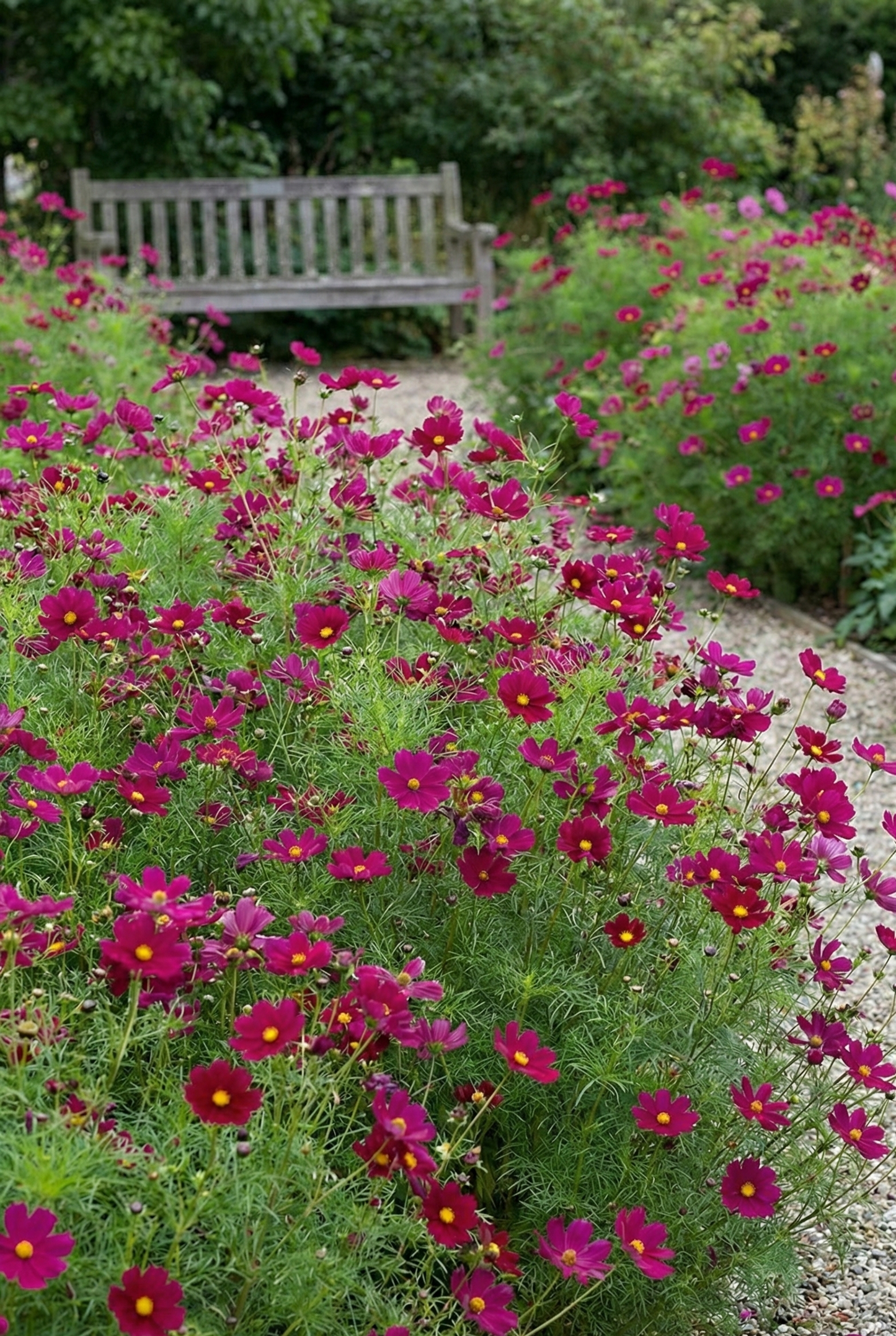 Cosmos Sensation Dazzler