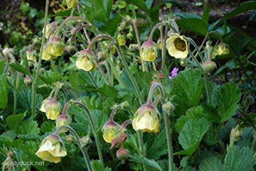 Geum rivale (Lemon Drop) - Marginal Pond Plants - MP039