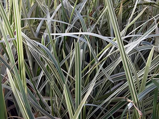 Glyceria maxima variegata