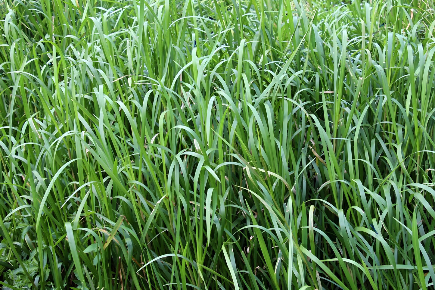 Glyceria maxima