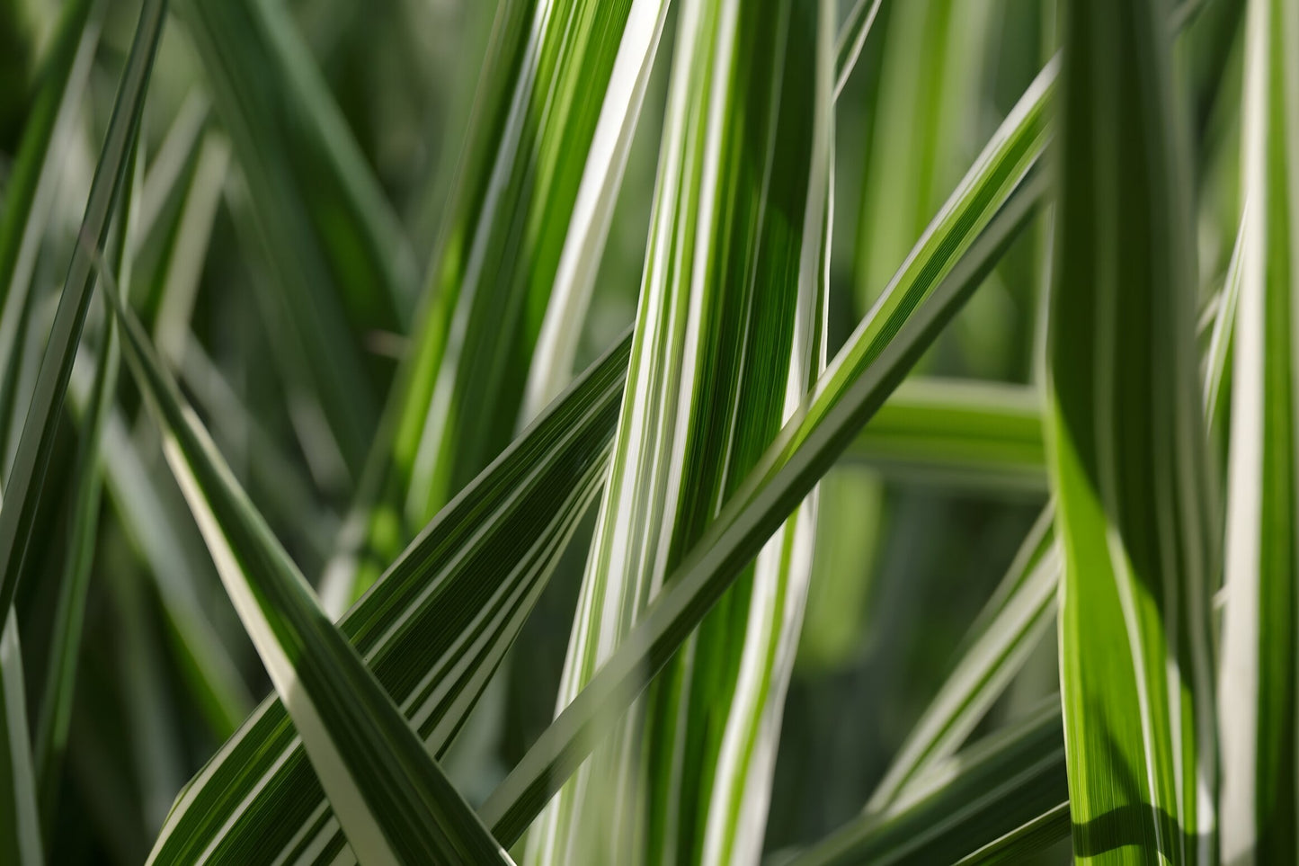 Glyceria maxima variegata
