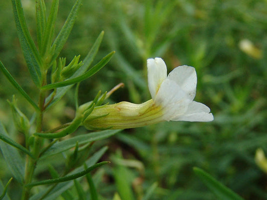 Gratiola officinalis (Summer Snowflake) - MP042 Packs