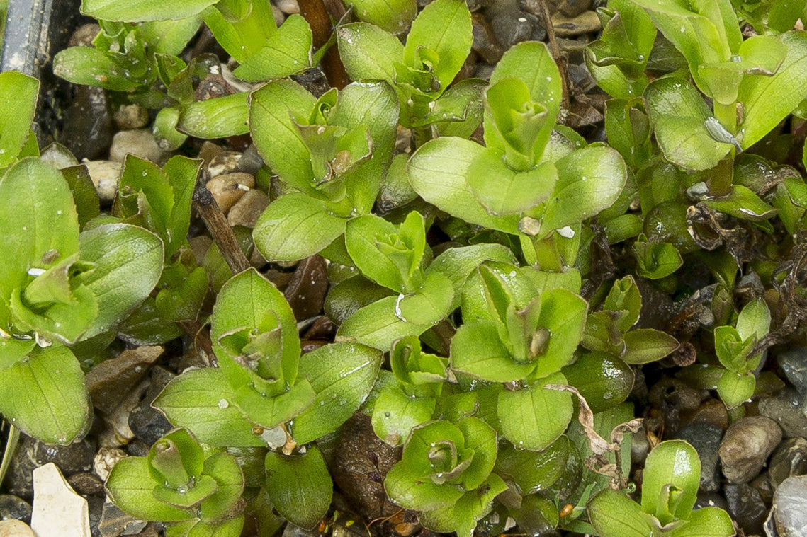 Gratiola officinalis (Summer Snowflake) - Marginal Pond Plants - MP042