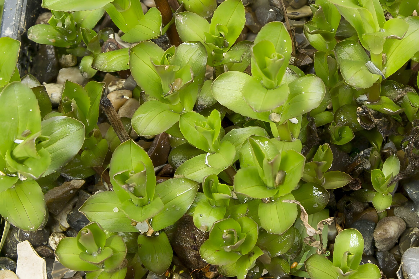 Gratiola officinalis