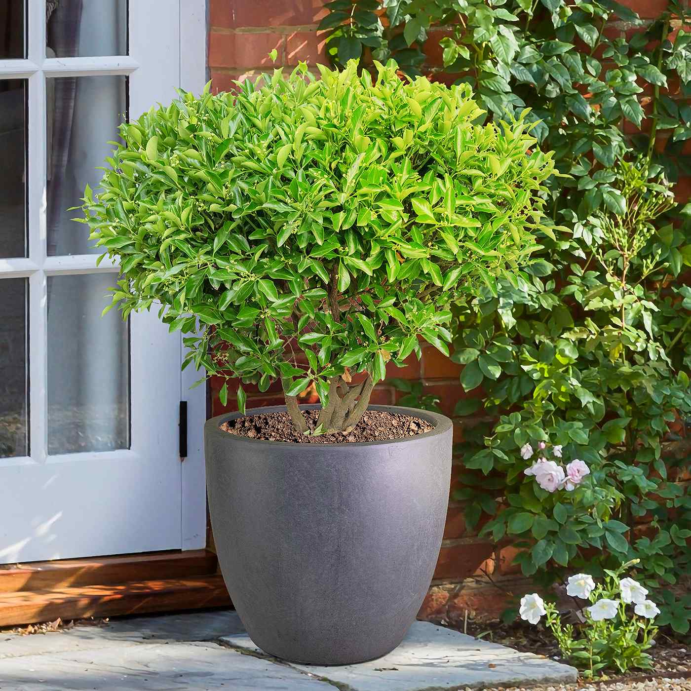 IDEALIST Lite 50cm Large Garden Planter for Trees | Washed Light Concrete Egg Round Planter | Contemporary Outdoor Plant Pot D50 H50 cm, 98L