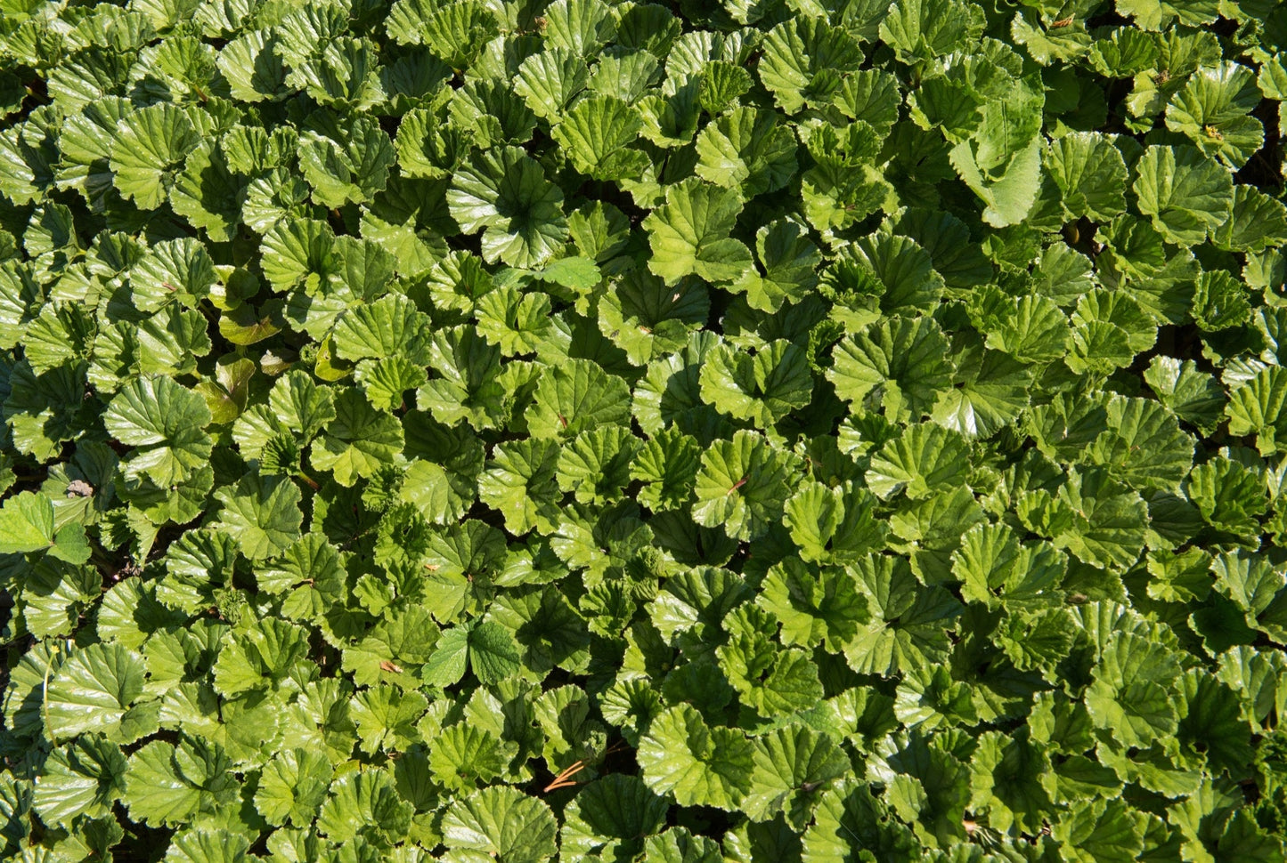 Gunnera magellanica (Devil’s strawberry) - Marginal Pond Plants - BP043