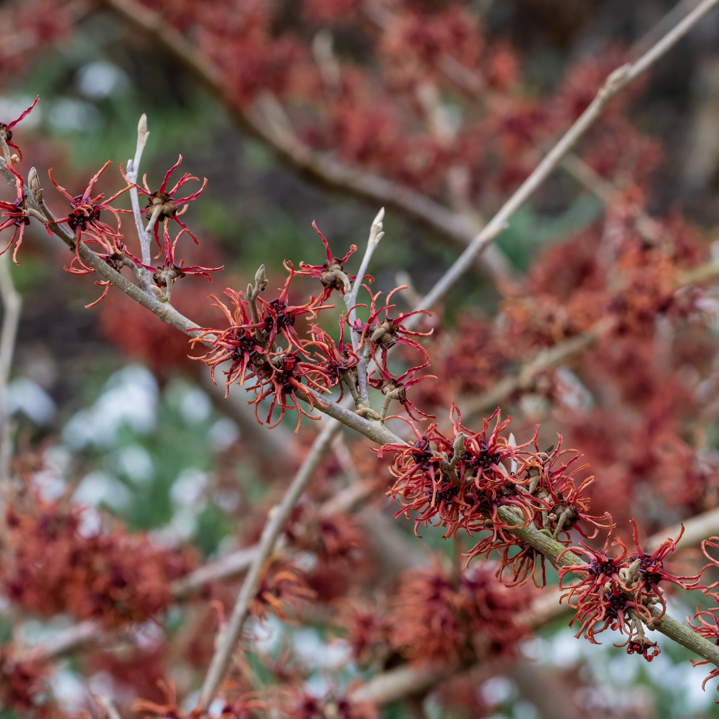 Hamamelis - Rubin (Witch Hazel) 2L / 5L