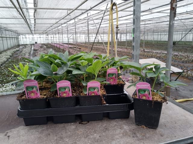 Mix of 3 Hellebore/Helleborus (3 x 9cm Pots)